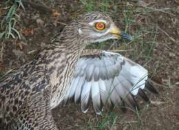 Image of Cape Thick-knee