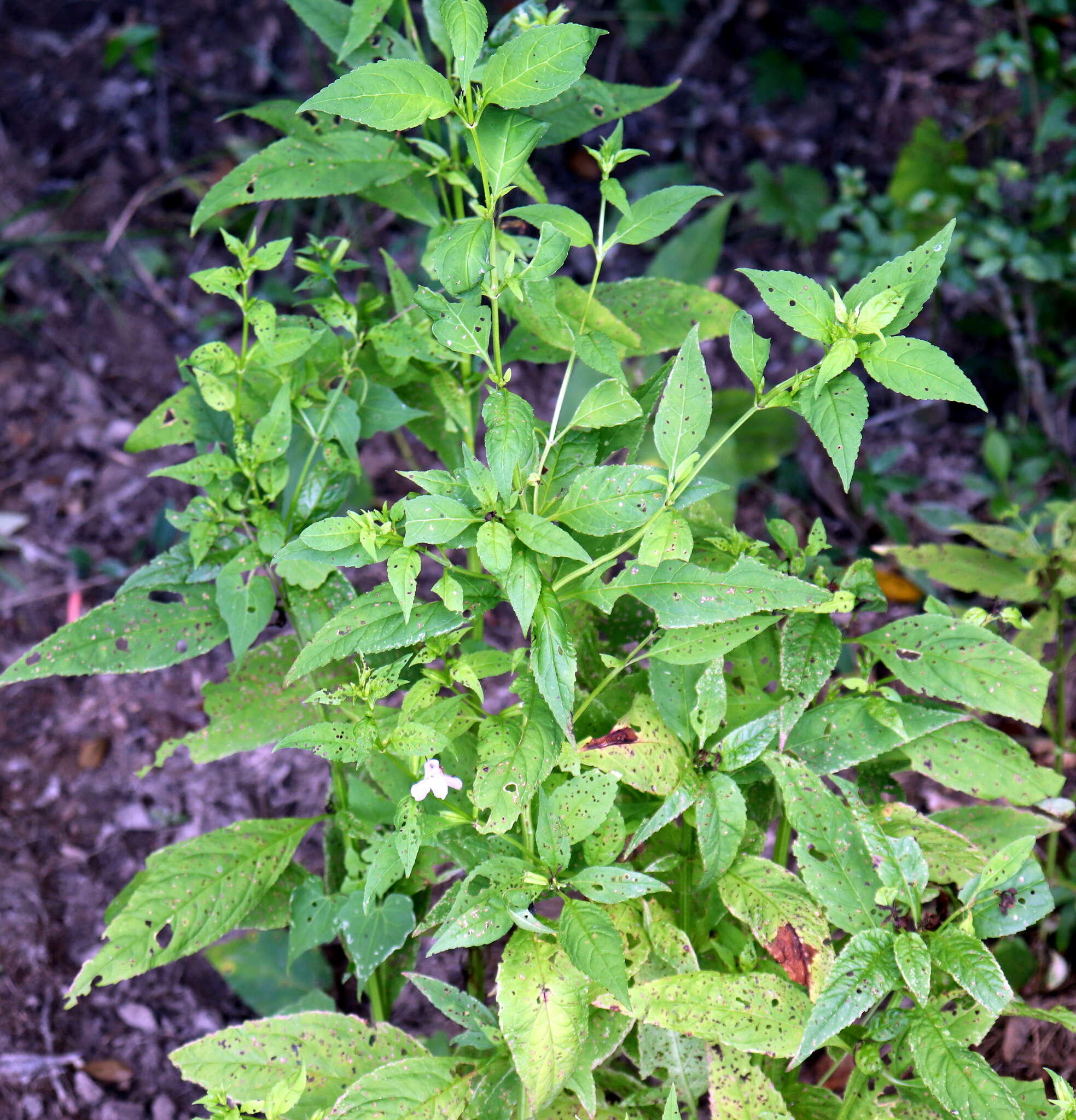 Plancia ëd Mimulus alatus Soland.