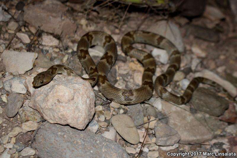 Image of Chihuahuan Desert Lyresnake