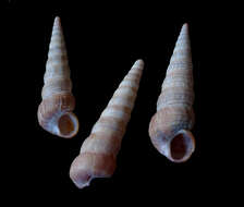 صورة Turritella communis