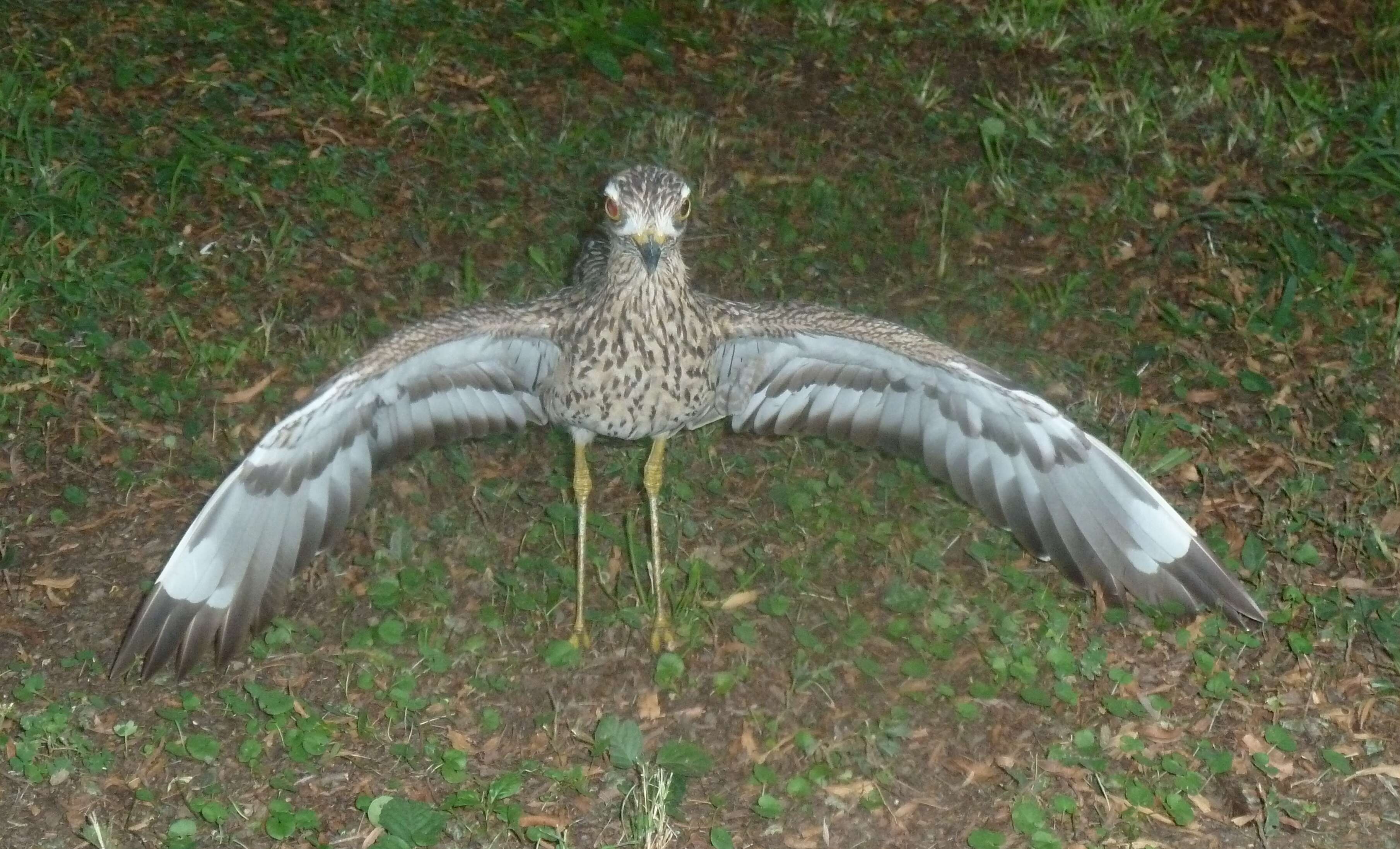 Image of Cape Thick-knee