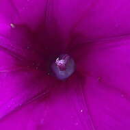 Image of Ipomoea pellita Hall. fil.