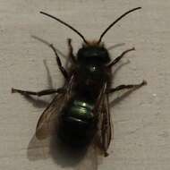 Image of <i>Osmia <i>lignaria</i></i> lignaria