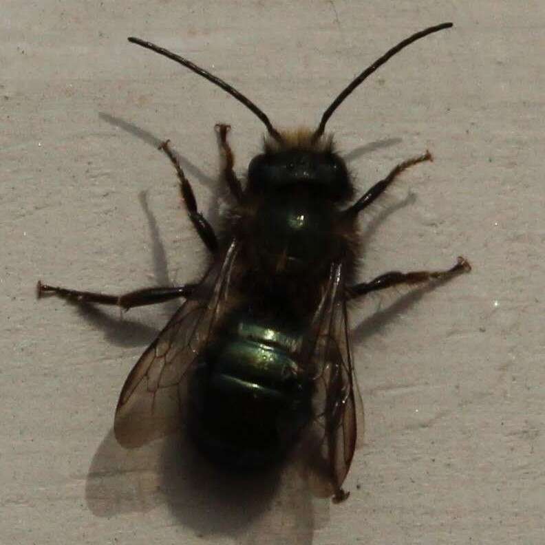 Image of <i>Osmia <i>lignaria</i></i> lignaria