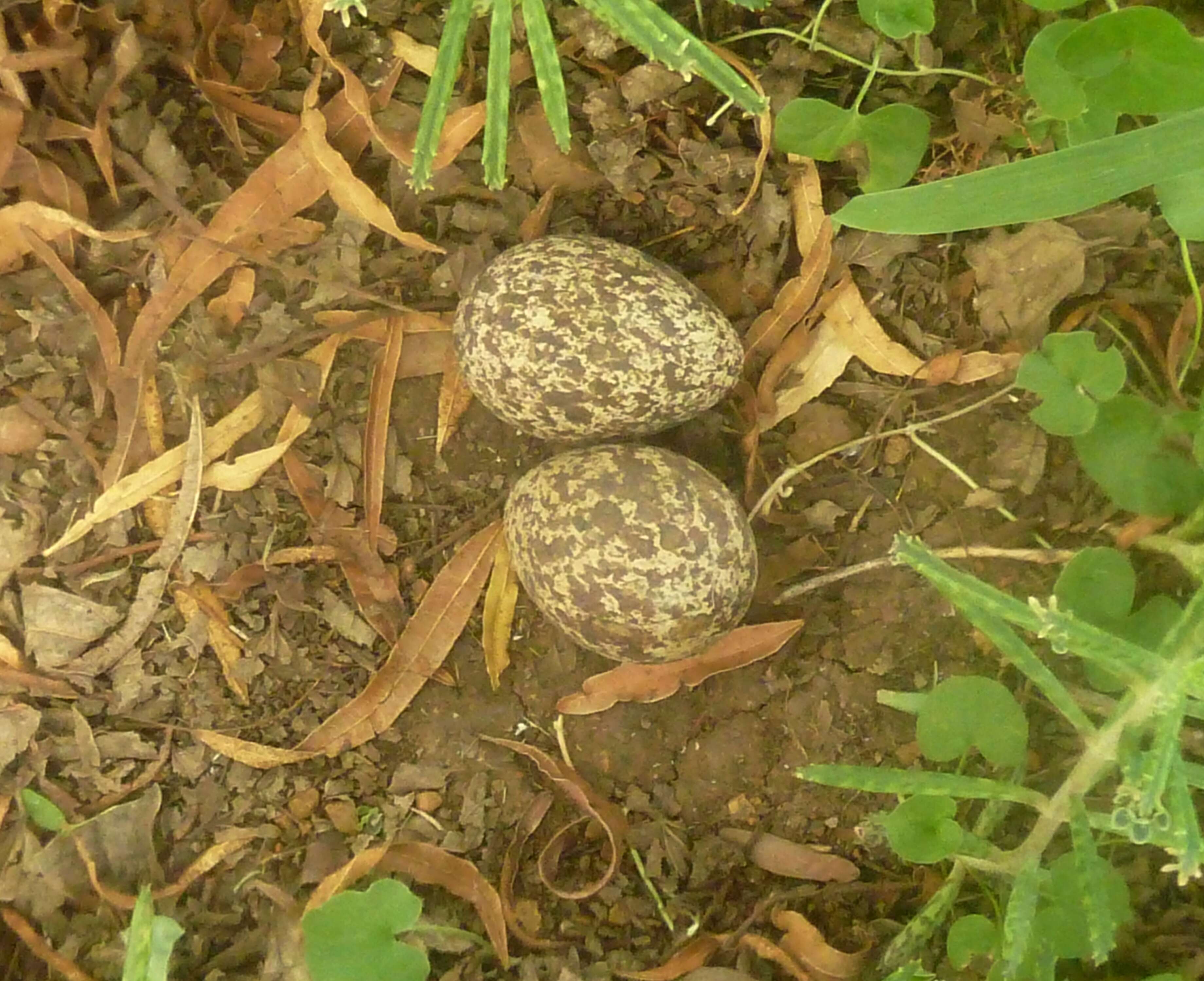 Image of Cape Thick-knee