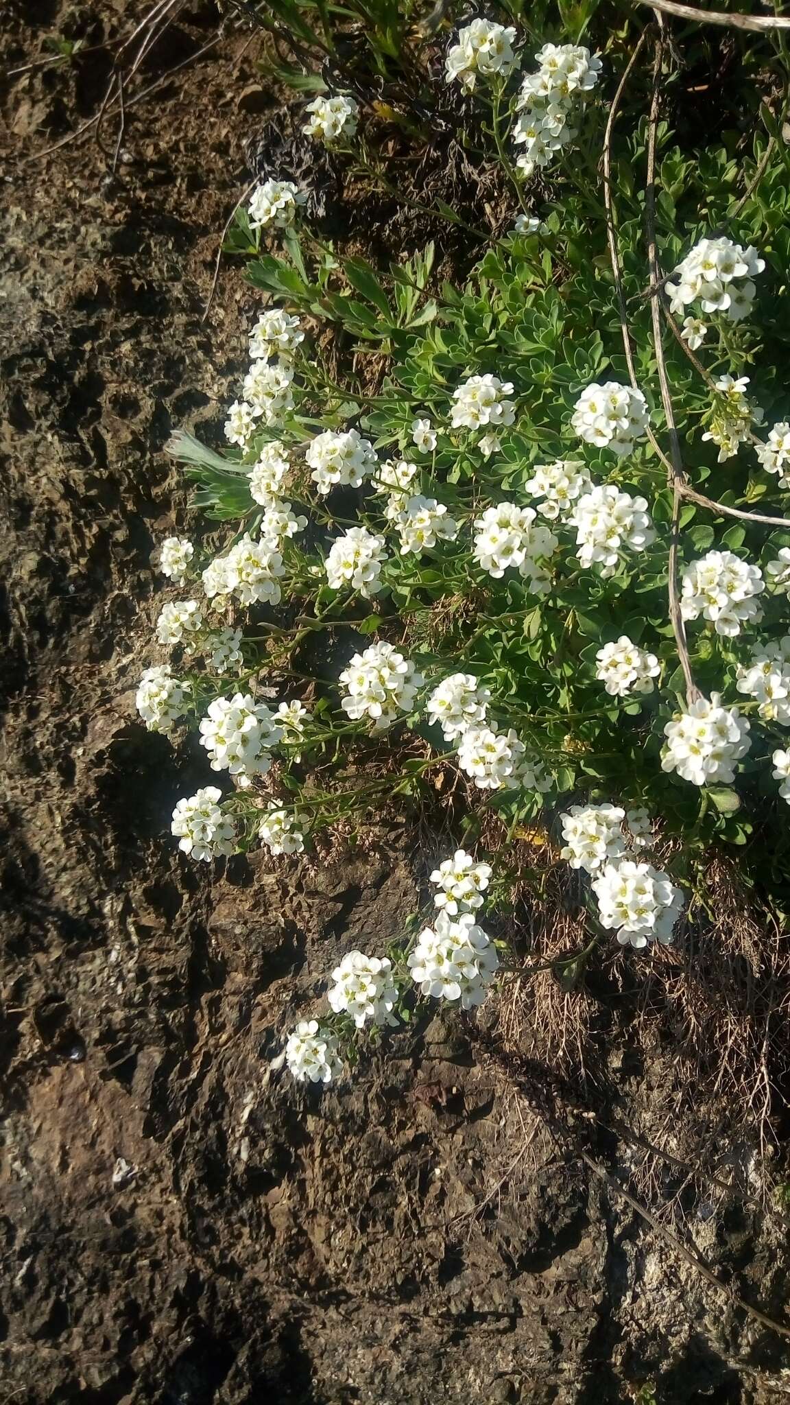 Image of boreal draba