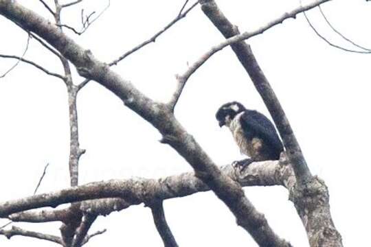 Image of Black-thighed Falconet