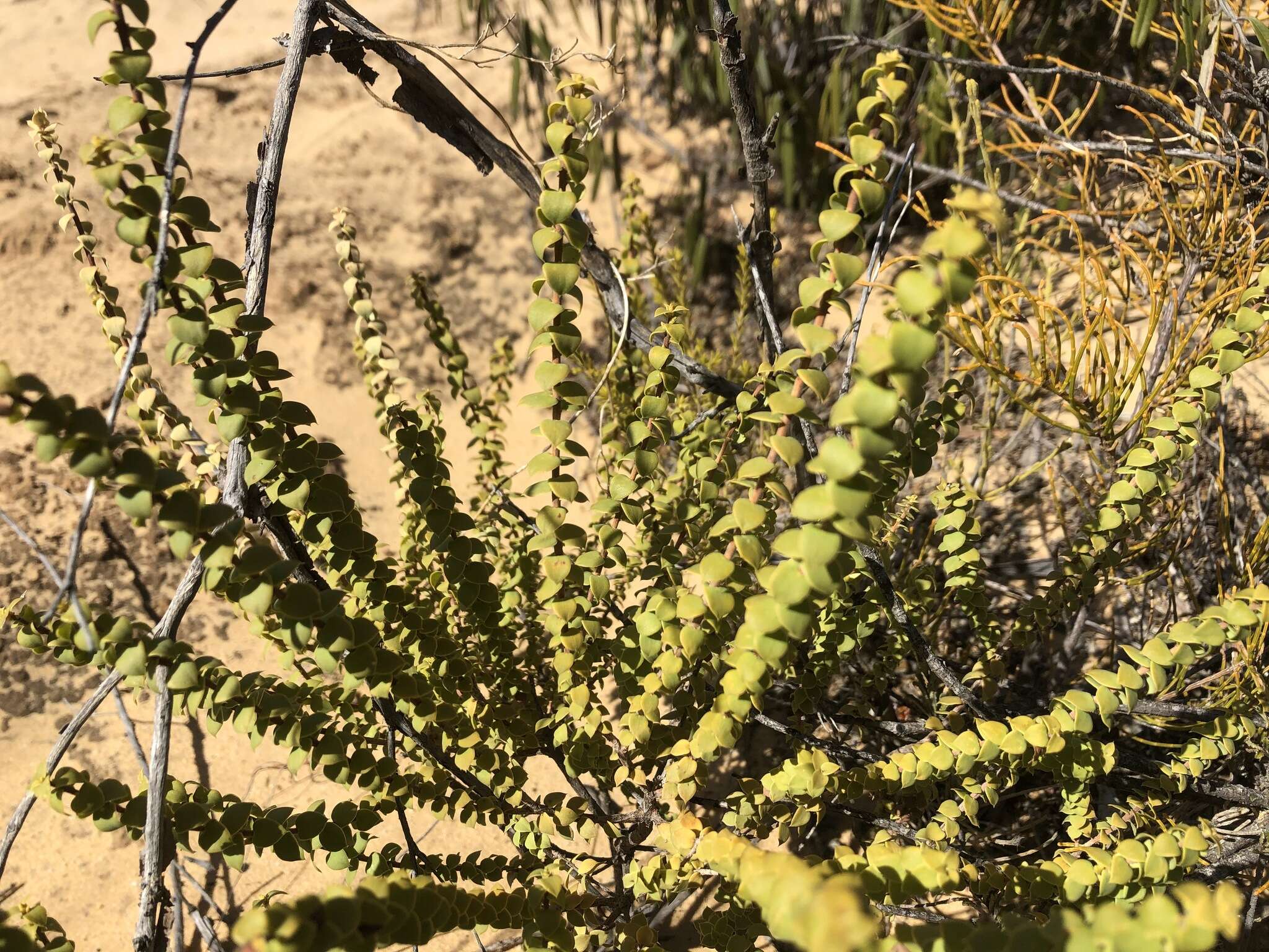 Image of Leucopogon cordifolius Lindl.