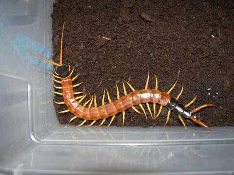 Image of Giant Redheaded Centipede