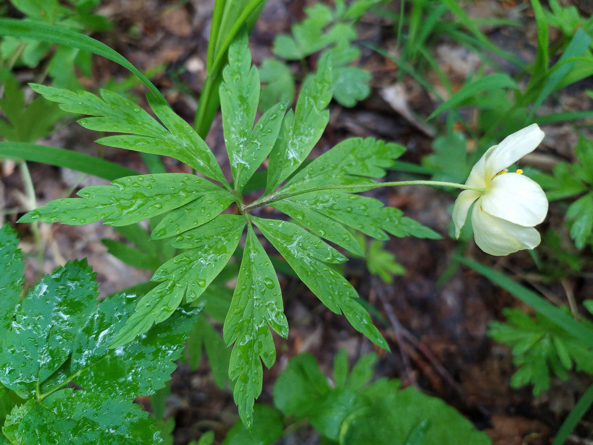 Image of Anemone uralensis Fisch. ex DC.