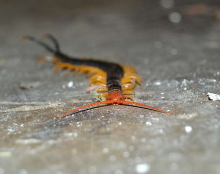 Image of Giant Redheaded Centipede