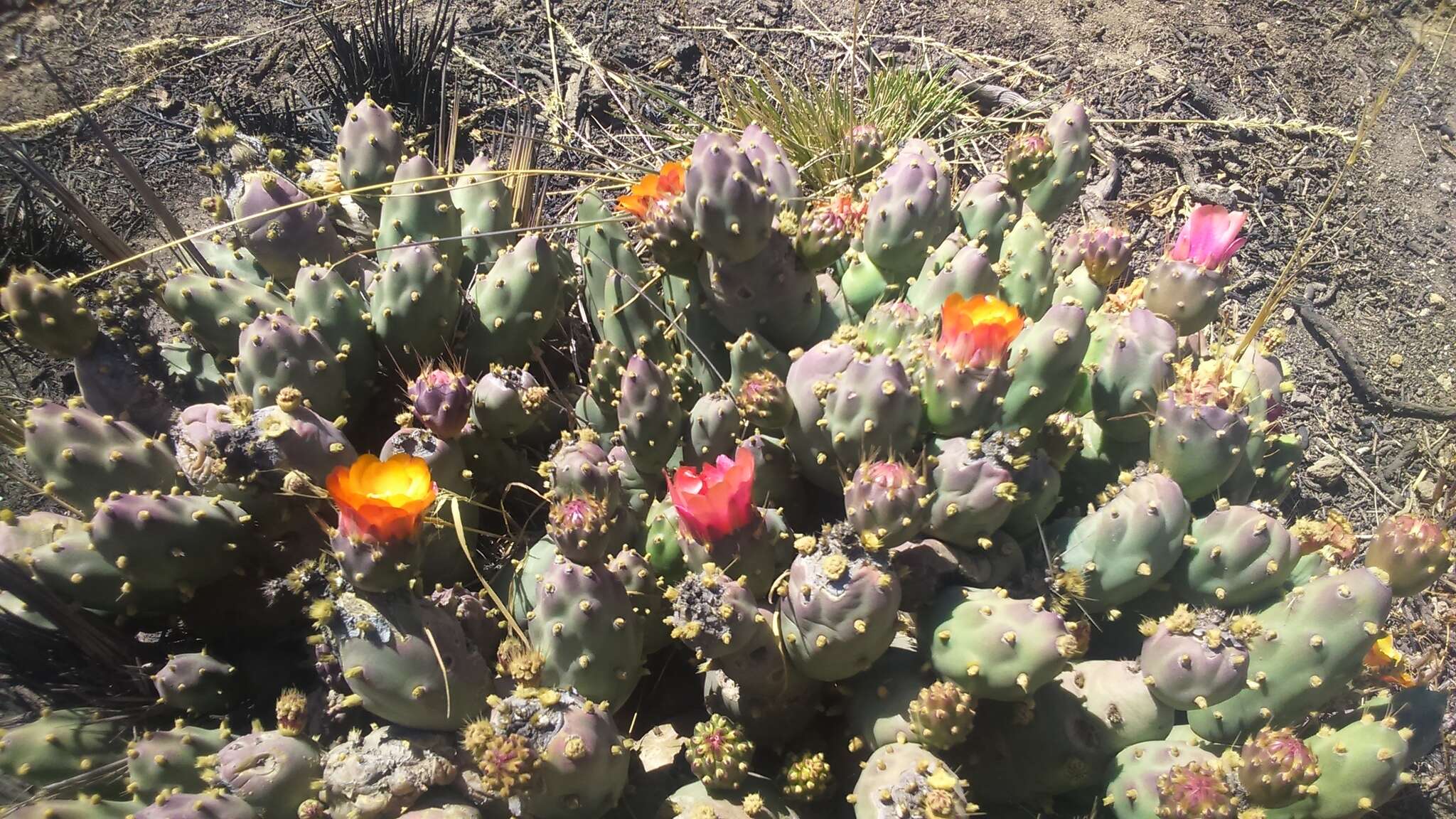 Cumulopuntia boliviana subsp. ignescens (Vaupel) D. R. Hunt resmi