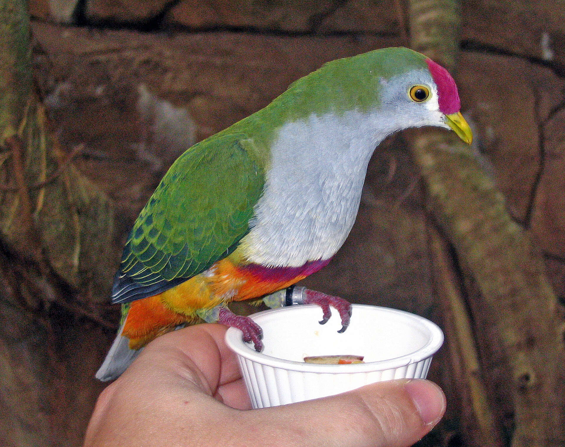 Image of Beautiful Fruit Dove