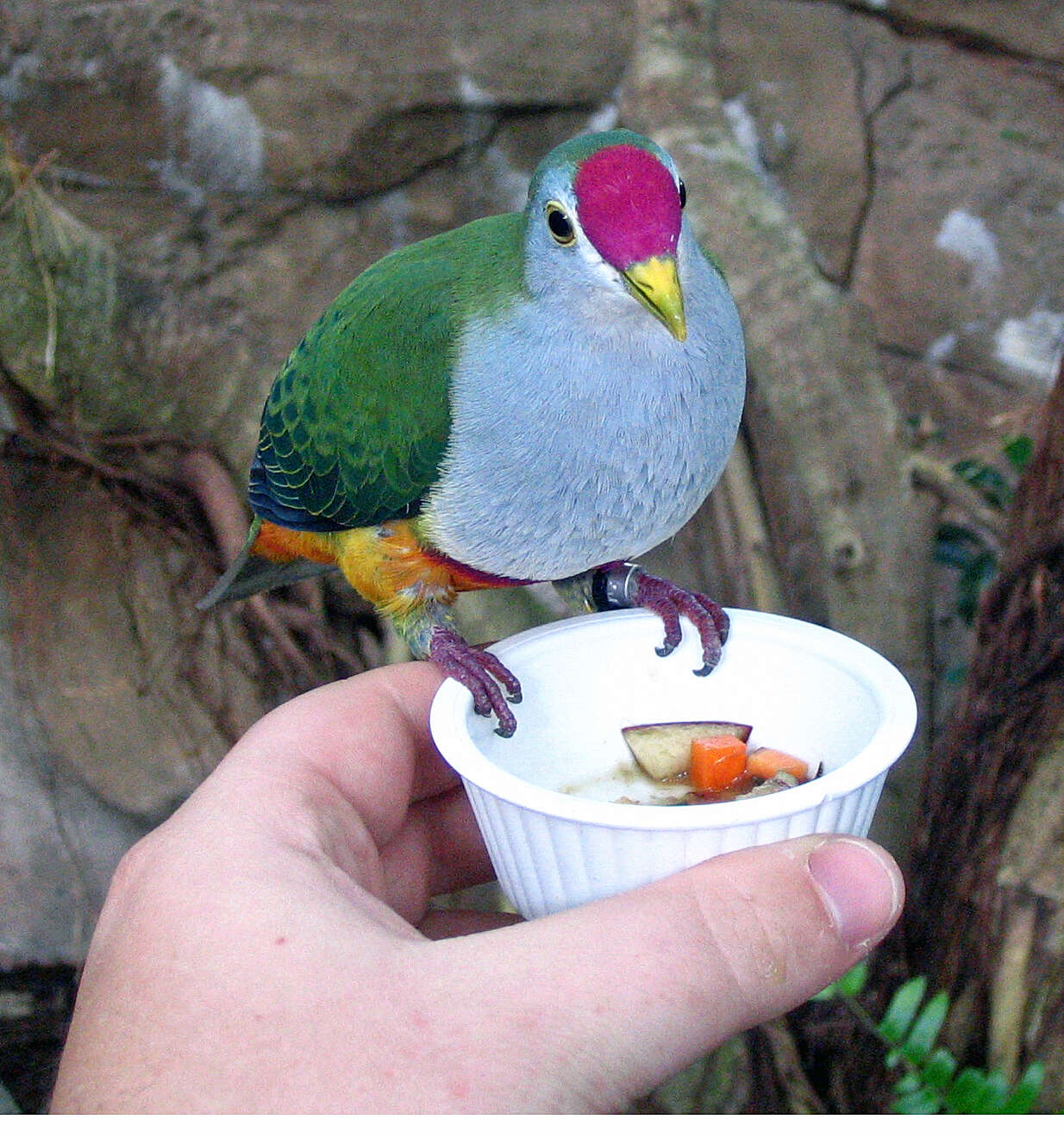 Image of Beautiful Fruit Dove