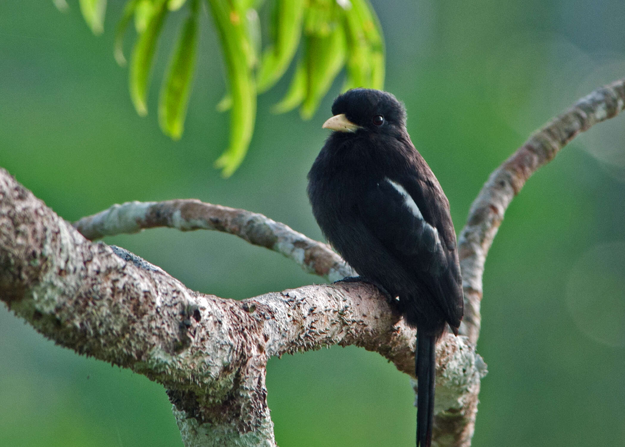 Image of Yellow-billed Nunbird