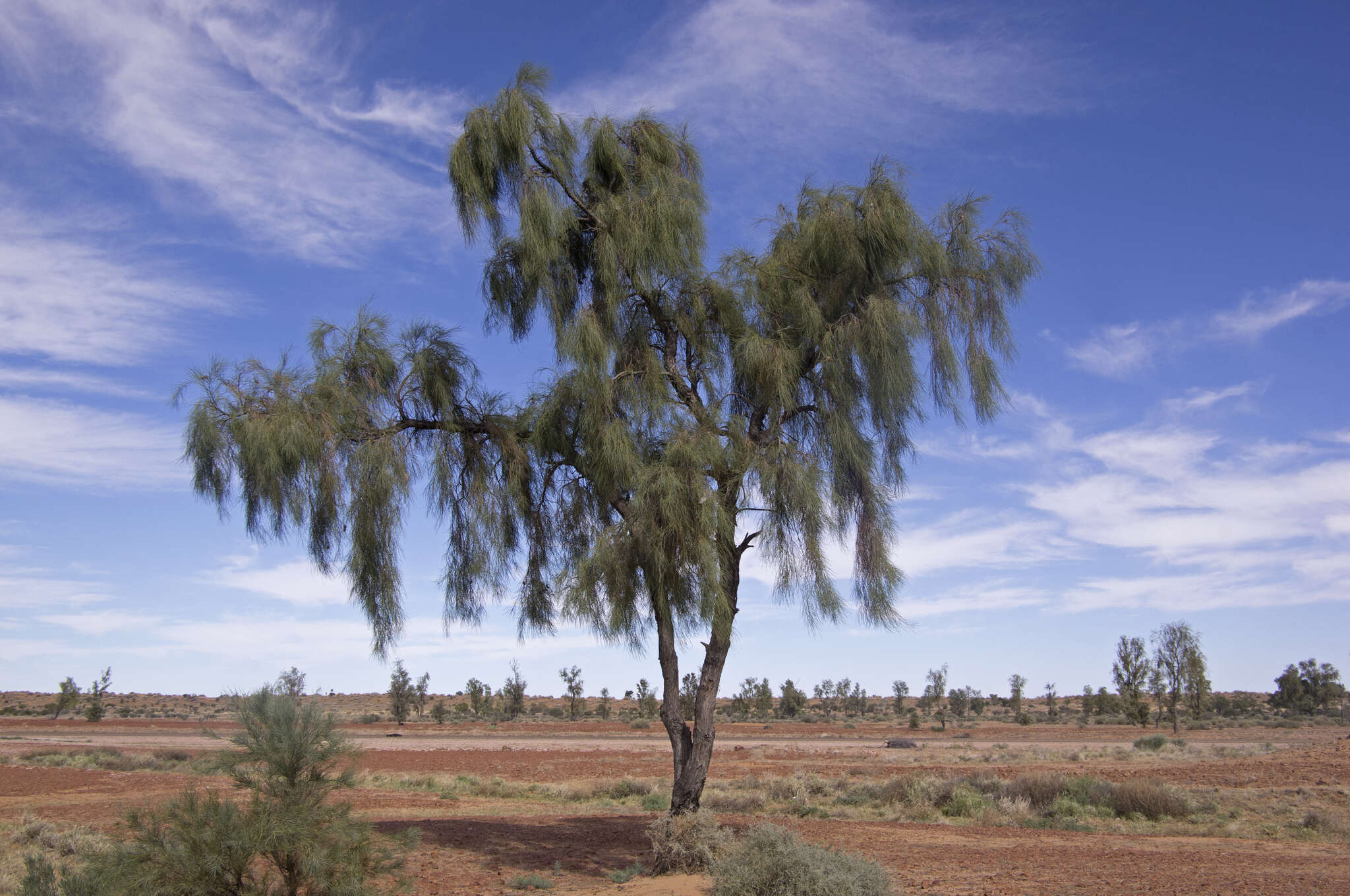 Acacia peuce F. Muell. resmi