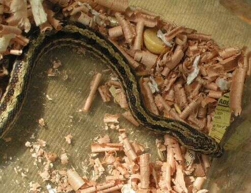 Image of Chinese Leopard Snake