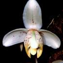 Image of Stanhopea tricornis Lindl.