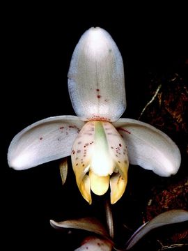 Image of <i>Stanhopea tricornis</i> Lindl.
