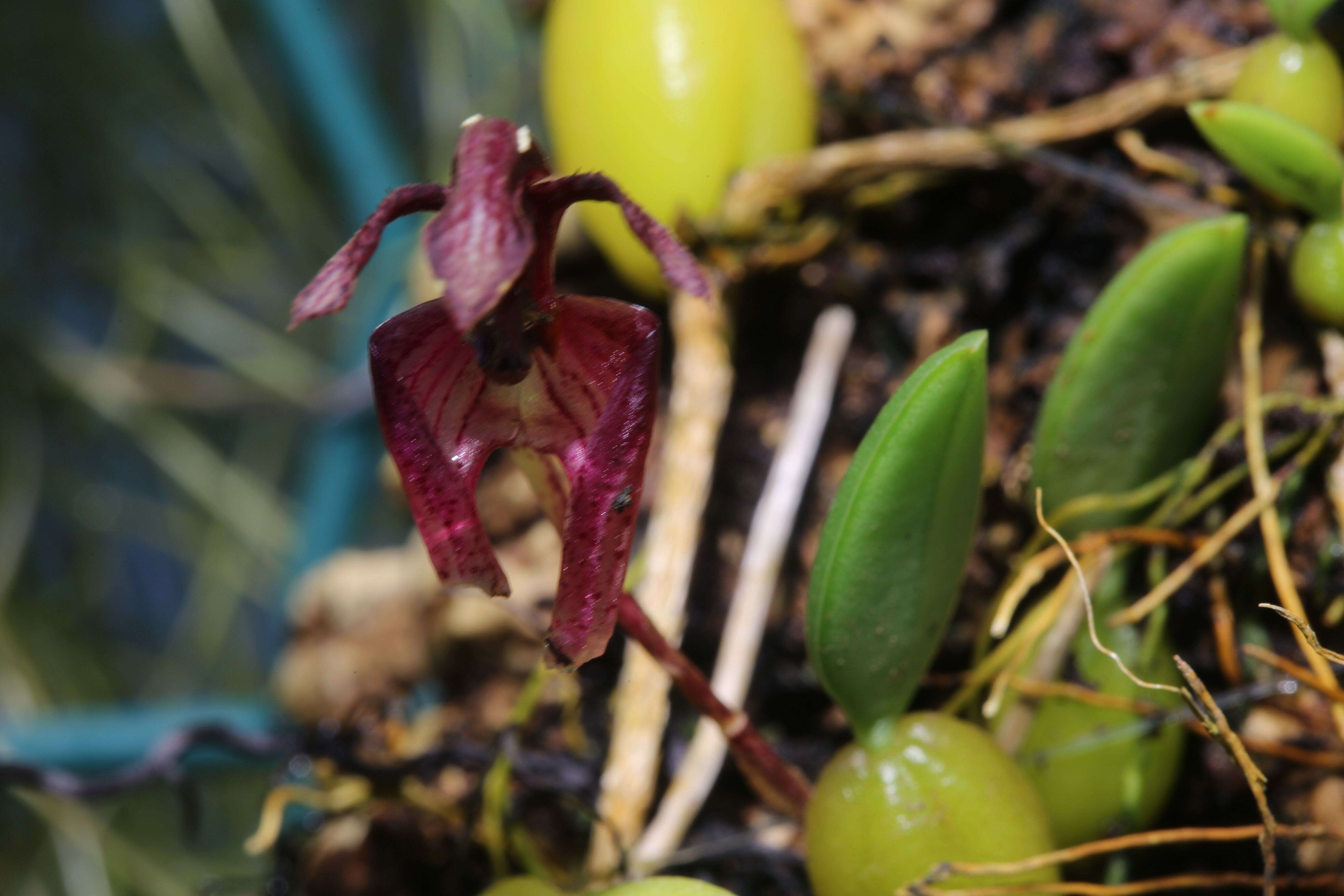 Image of Bulbophyllum lasiochilum C. S. P. Parish & Rchb. fil.