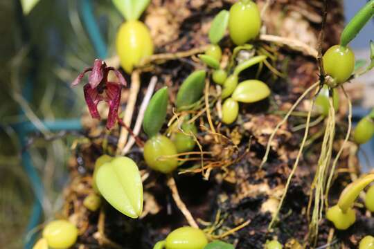 Image of Bulbophyllum lasiochilum C. S. P. Parish & Rchb. fil.