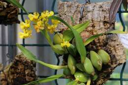 Image of Oncidium cheirophorum Rchb. fil.