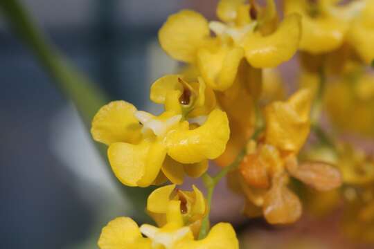 Image of Oncidium cheirophorum Rchb. fil.