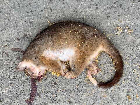 Image of common ringtail possum