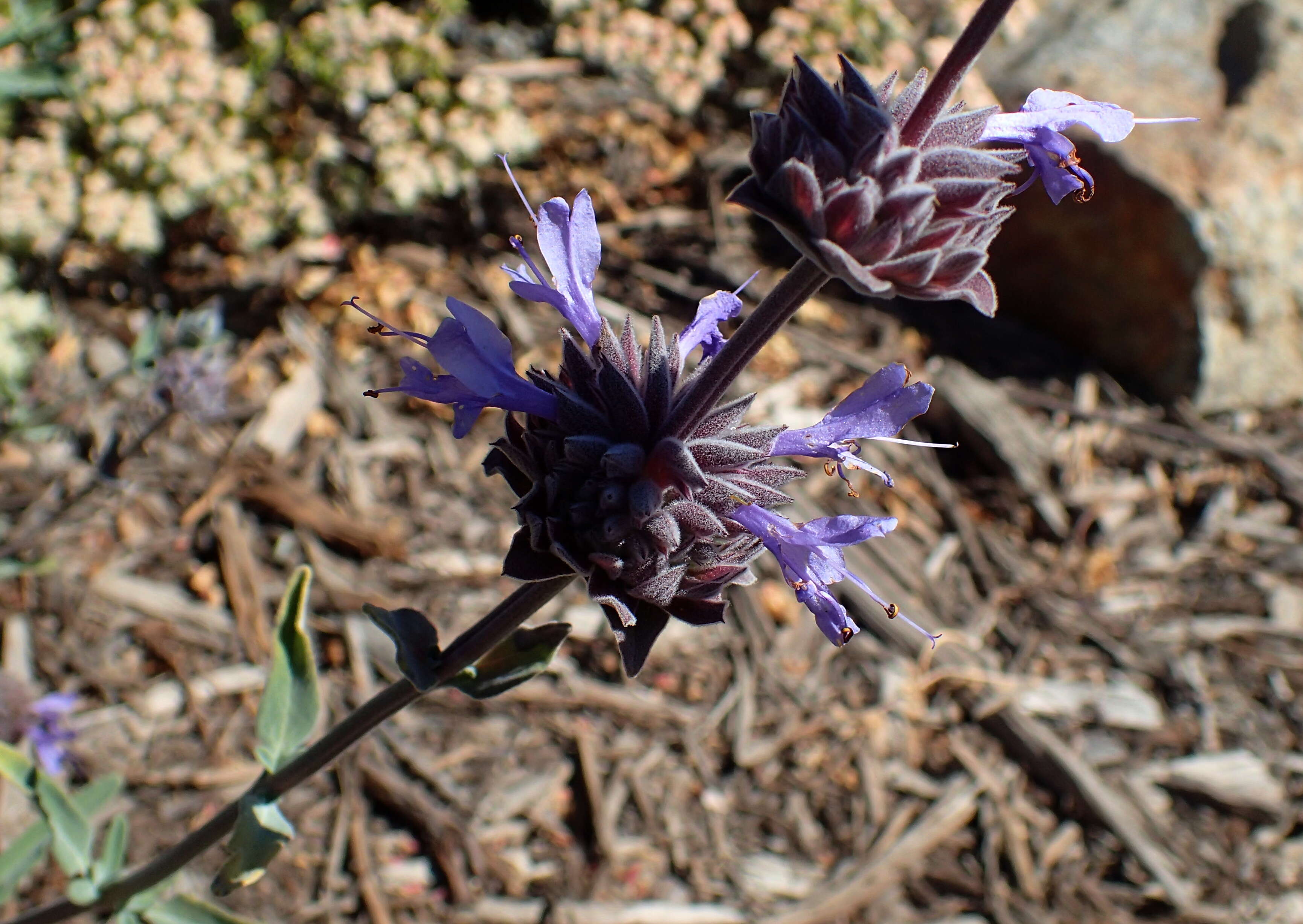 Image of fragrant sage