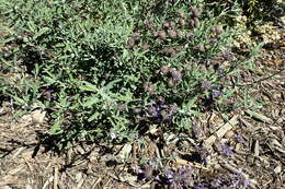 Image of fragrant sage