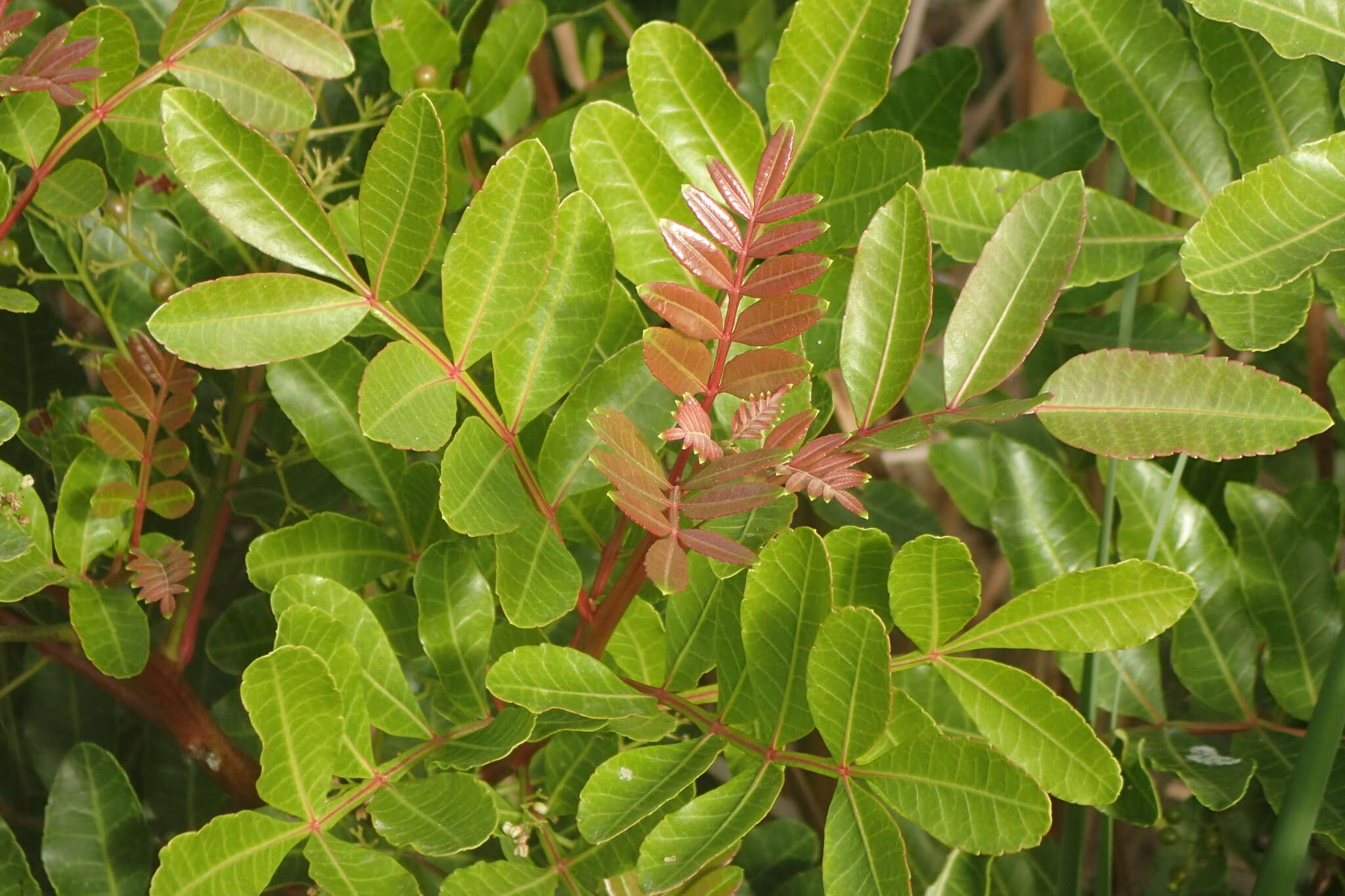 Plancia ëd <i>Schinus <i>terebinthifolia</i></i> var. terebinthifolia