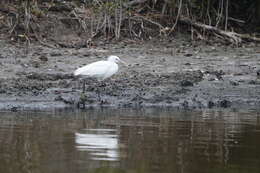 صورة Egretta eulophotes (Swinhoe 1860)