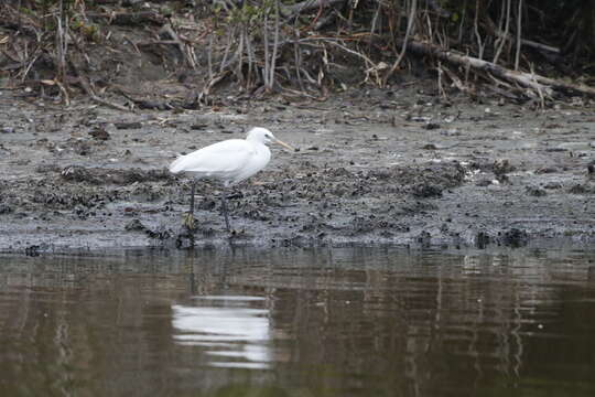 Imagem de Egretta eulophotes (Swinhoe 1860)