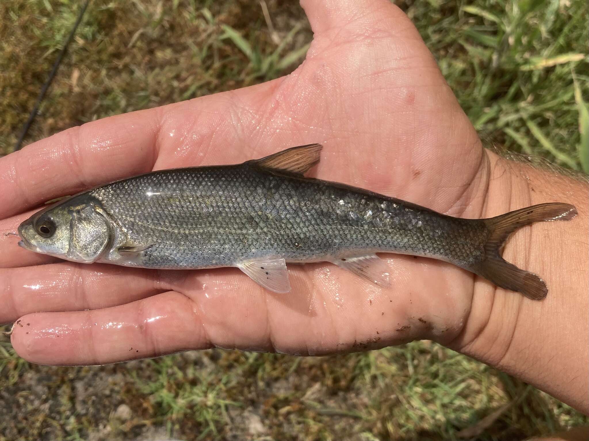 Image of Blue chub