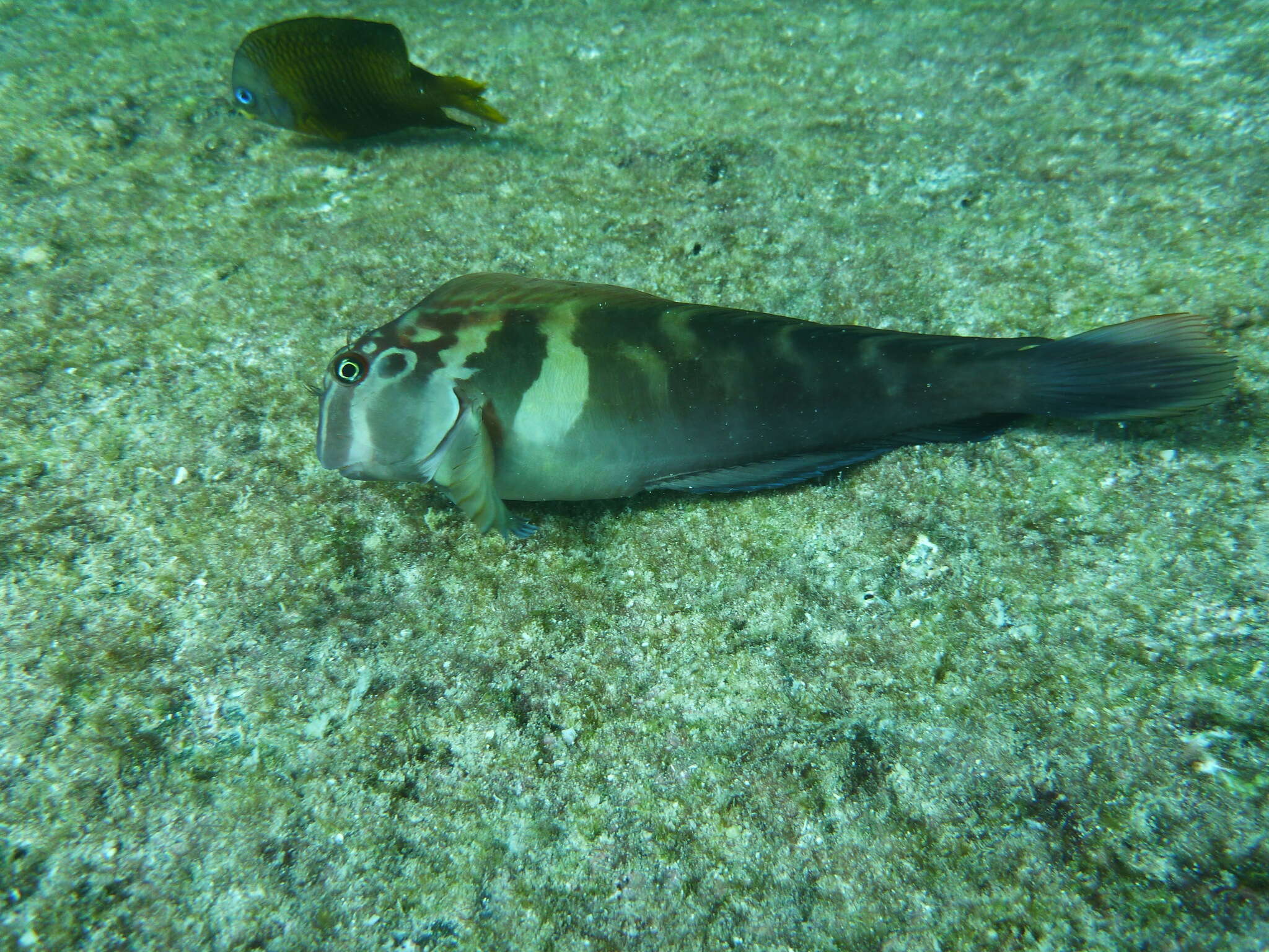 Image of Large-banded Blenny