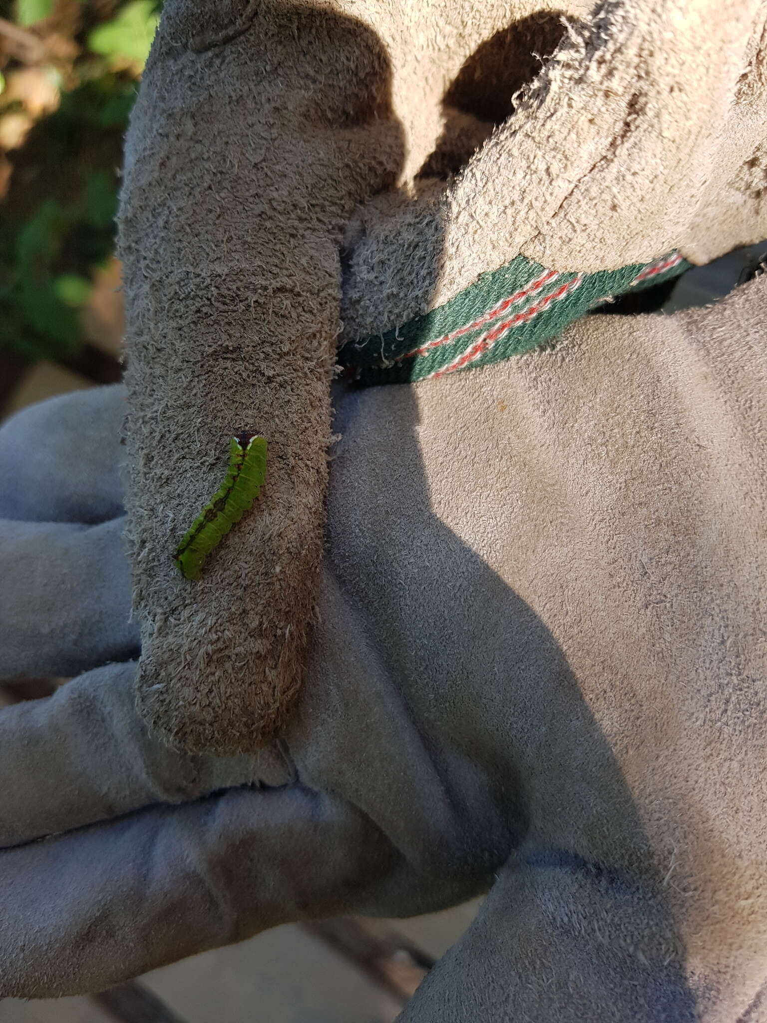 Image of Clear Dagger Moth