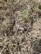 Image of Three-banded Grasshopper