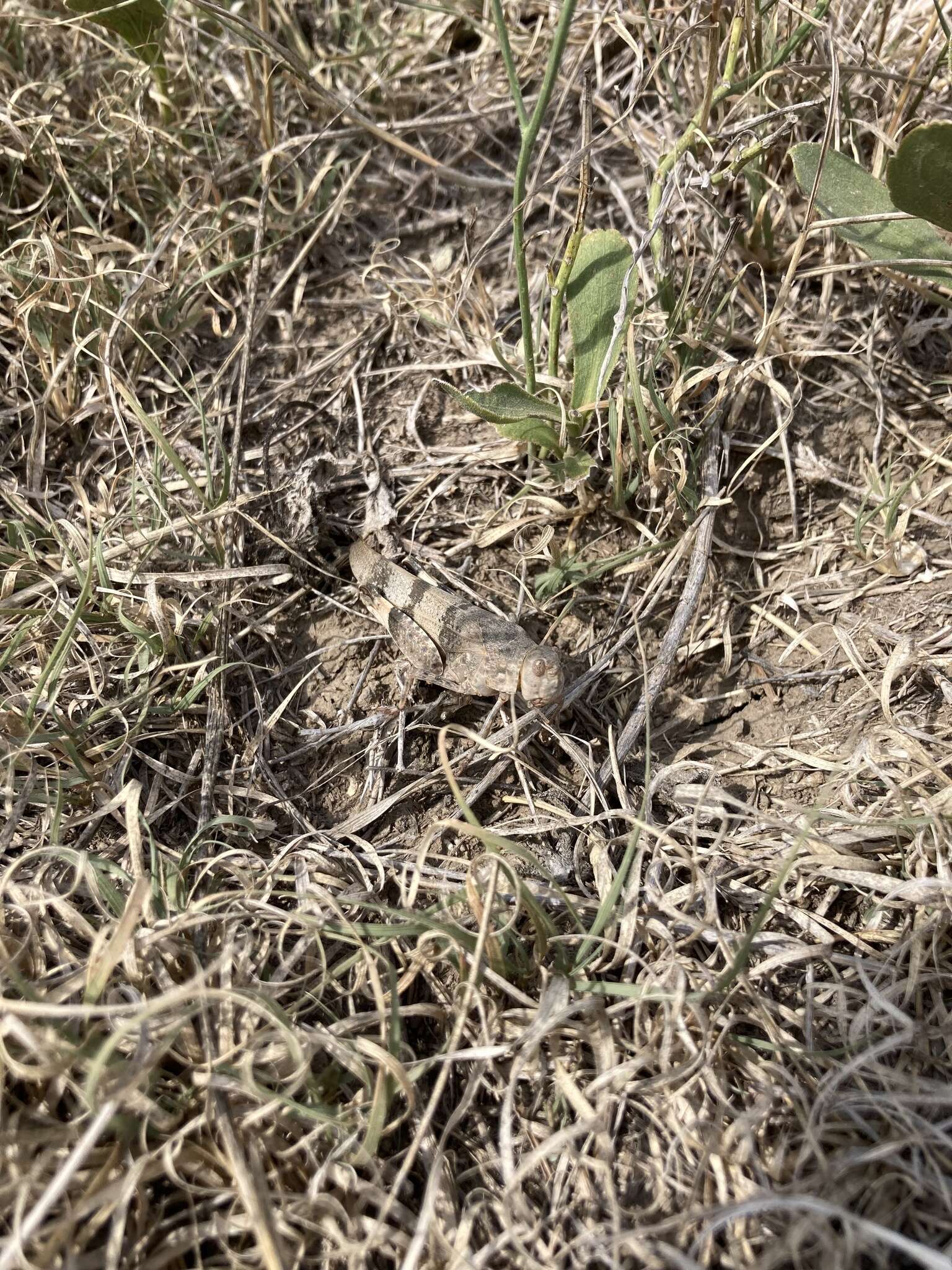 Image of Three-banded Grasshopper