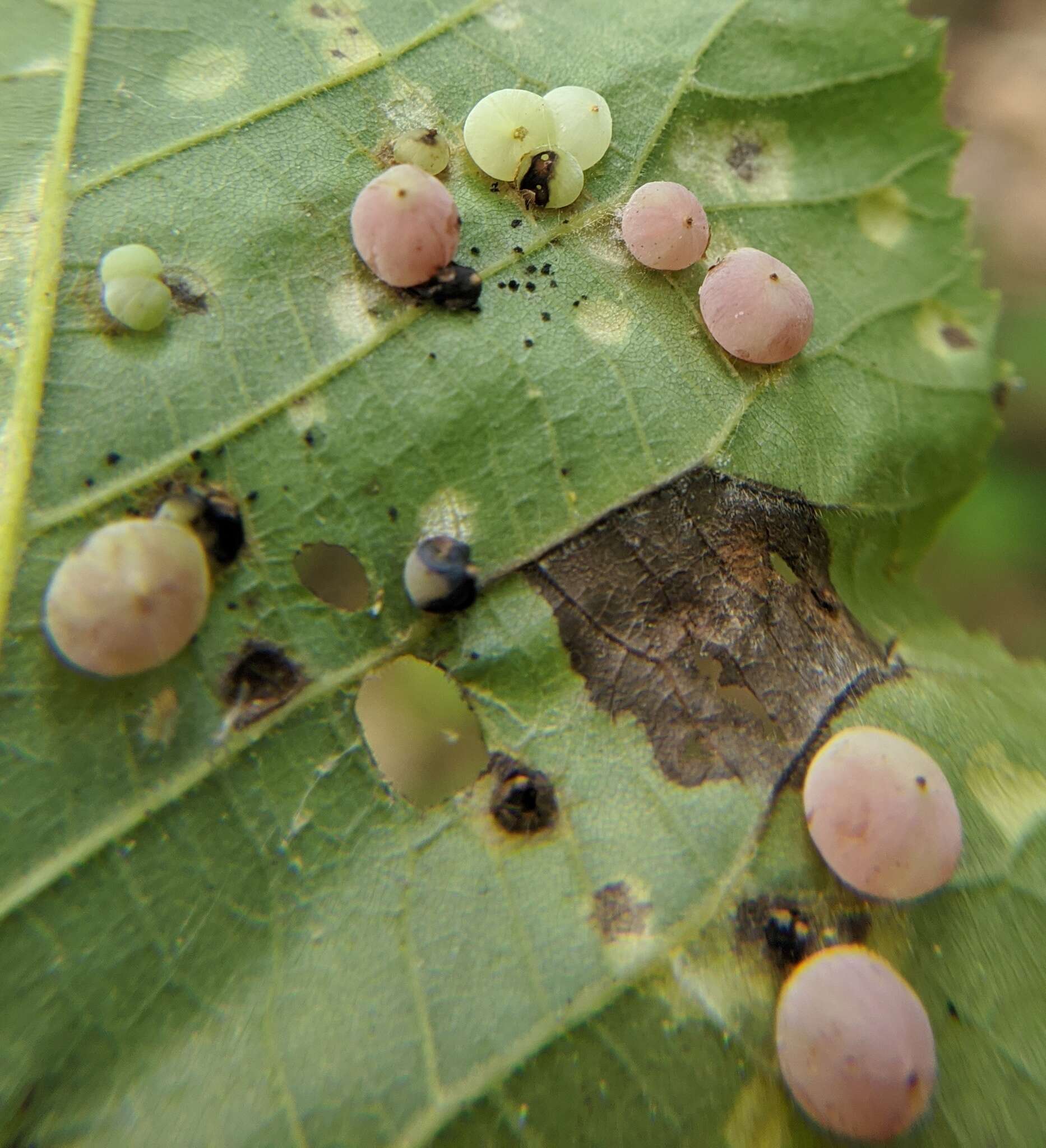 Image of Caryomyia glauciglobus Gagne 2008