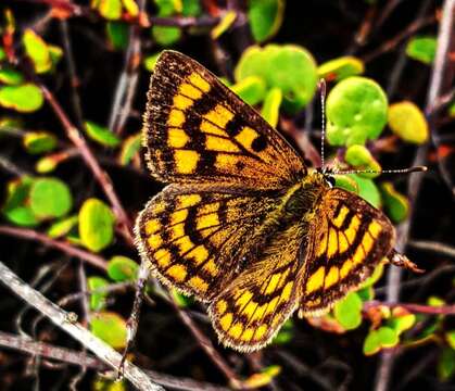 Image of Lycaena salustius (Fabricius 1793)