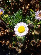 Слика од Erigeron glaucus Ker-Gawl.