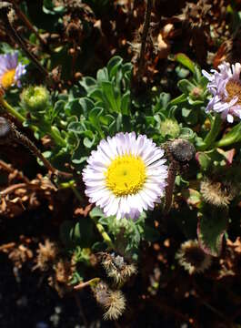 Image of seaside fleabane