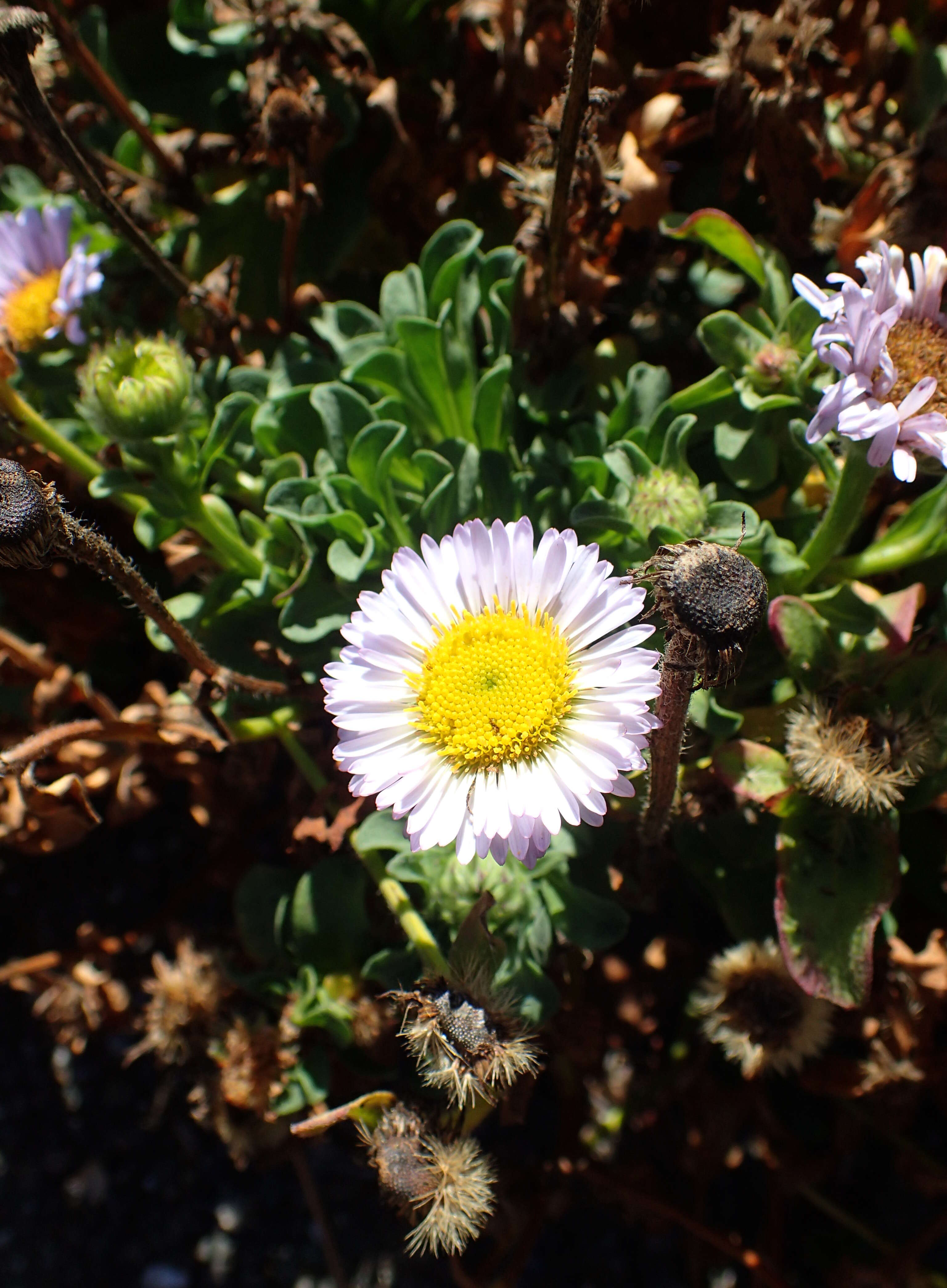 Слика од Erigeron glaucus Ker-Gawl.