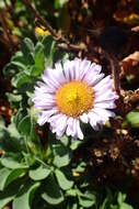 Слика од Erigeron glaucus Ker-Gawl.