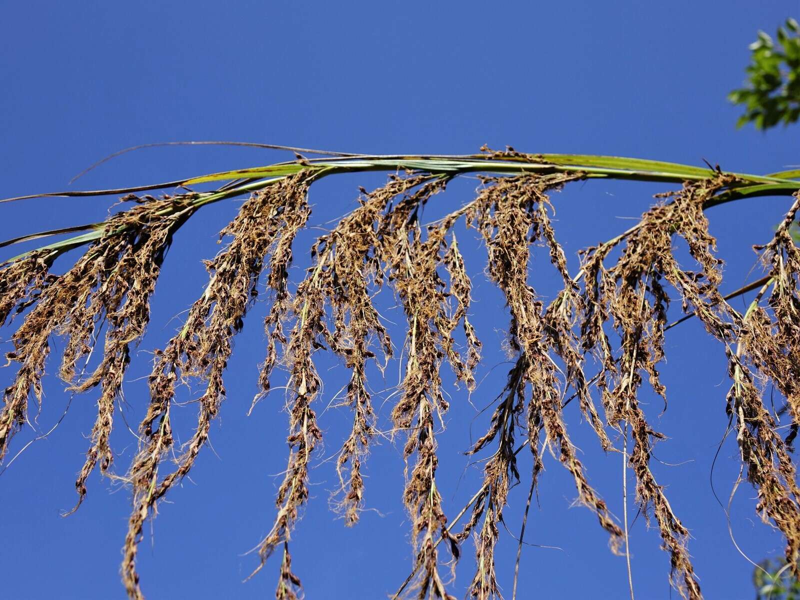 Image of Gahnia xanthocarpa (Hook. fil.) Hook. fil.