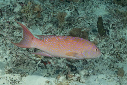 Image of Lunar-tailed Grouper