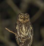 Image of Moluccan Scops Owl