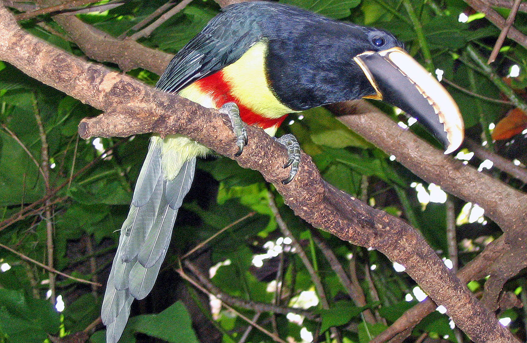 Image of Black-necked Aracari