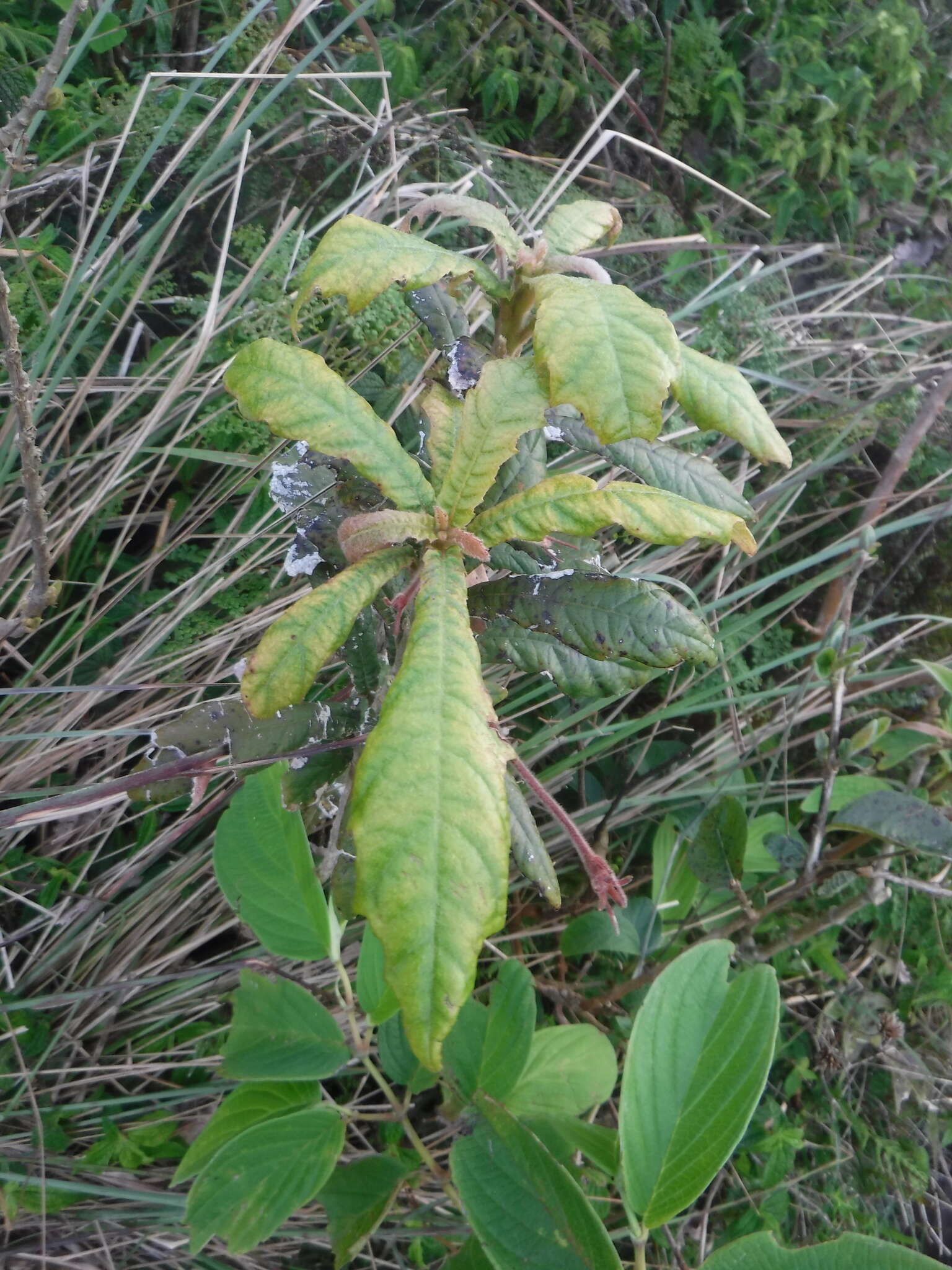Image of Gesneria fruticosa (L.) Kuntze
