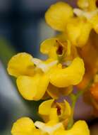 Image of Oncidium cheirophorum Rchb. fil.